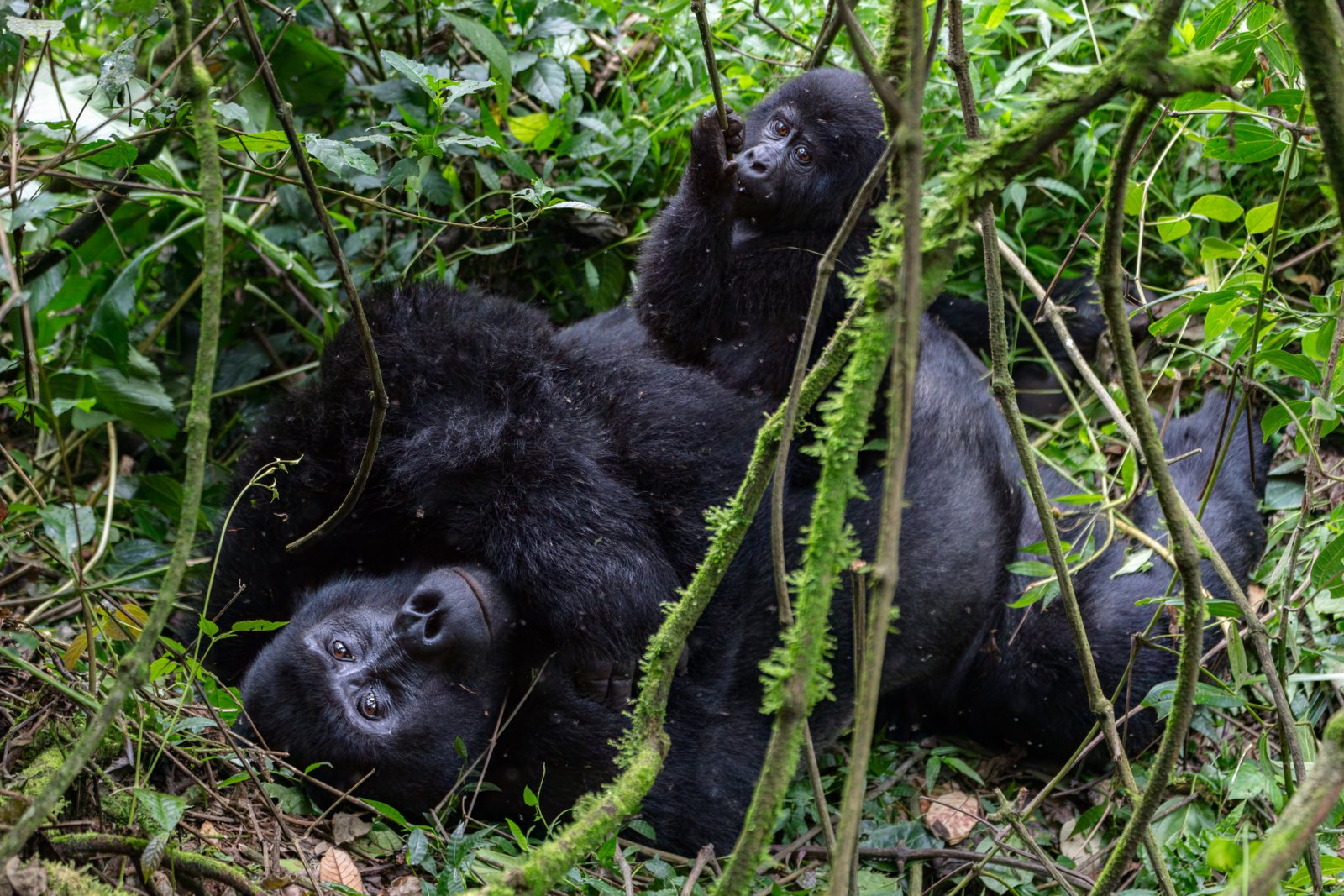 Gorilas-da-montanha entre a vegetação da floresta de Bwindi, em Uganda.