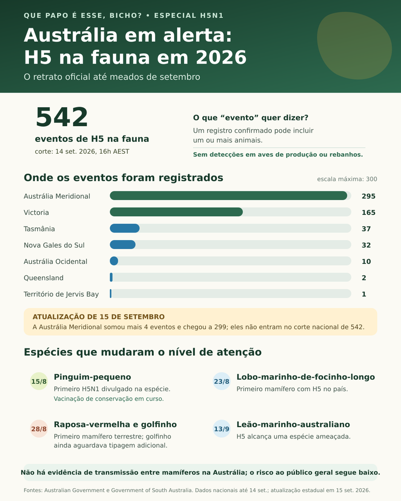 Infográfico mostra 542 eventos de H5 na fauna australiana em 2026, distribuídos por estados e espécies afetadas.