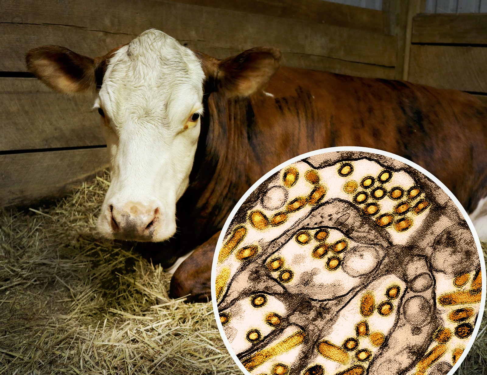 Vaca em um estábulo ao lado de uma micrografia colorizada de partículas do vírus H5N1.