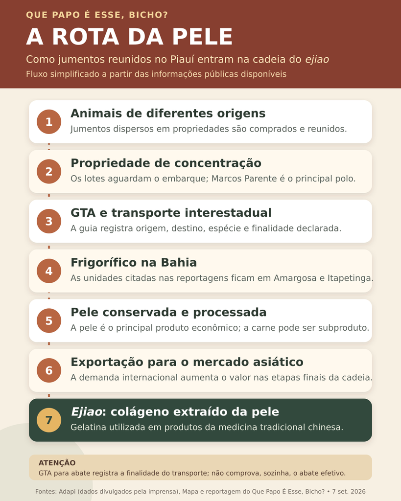 Infográfico apresenta a rota dos jumentos: compra de animais de diferentes origens, concentração no Piauí, GTA e transporte, frigorífico na Bahia, processamento da pele, exportação e produção de ejiao.