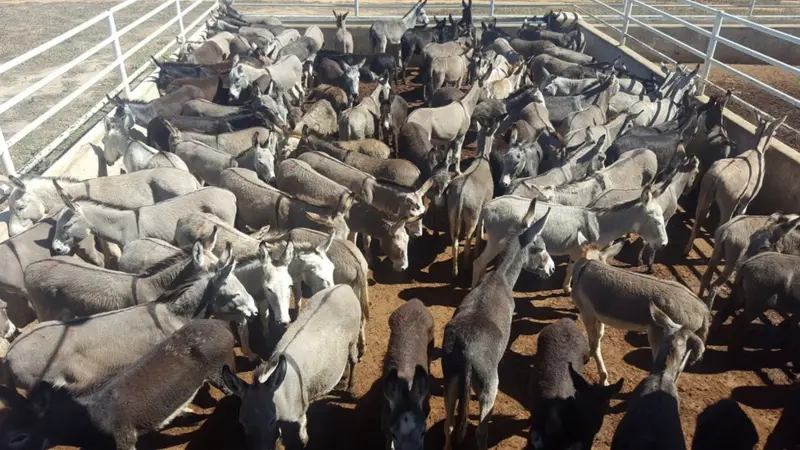 Dezenas de jumentos reunidos em um curral de frigorífico em Miguel Calmon, na Bahia, em 2016.