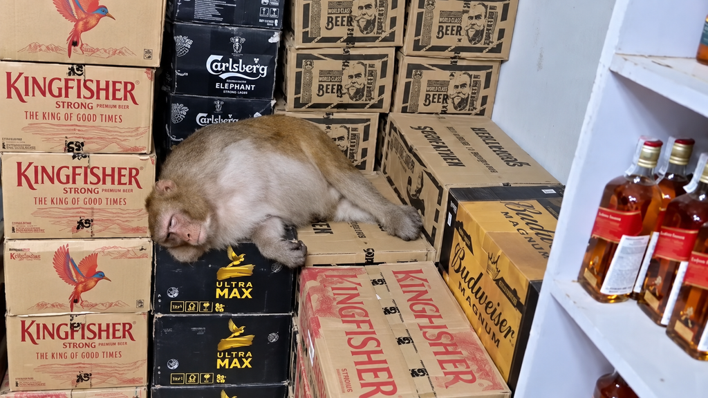 Macaca deitada sobre caixas de bebidas dentro de uma loja em Ormanjhi, na Índia.