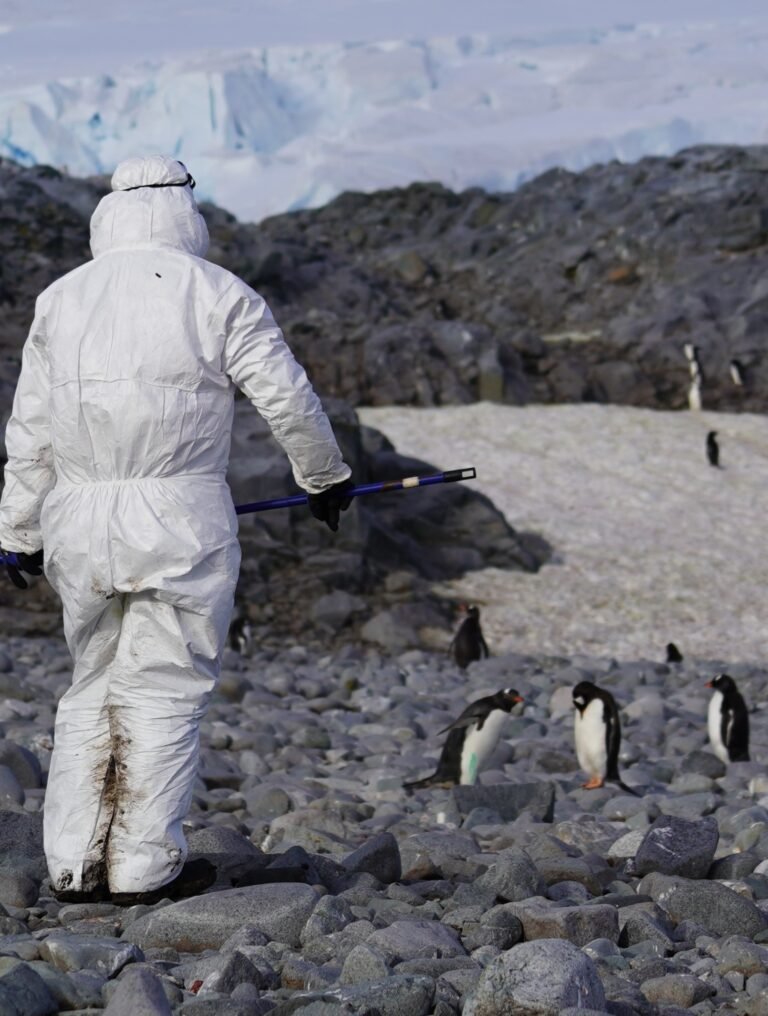 Pesquisadora com roupa de proteção aproxima-se de pinguins-gentoo durante monitoramento da influenza aviária na Antártica.