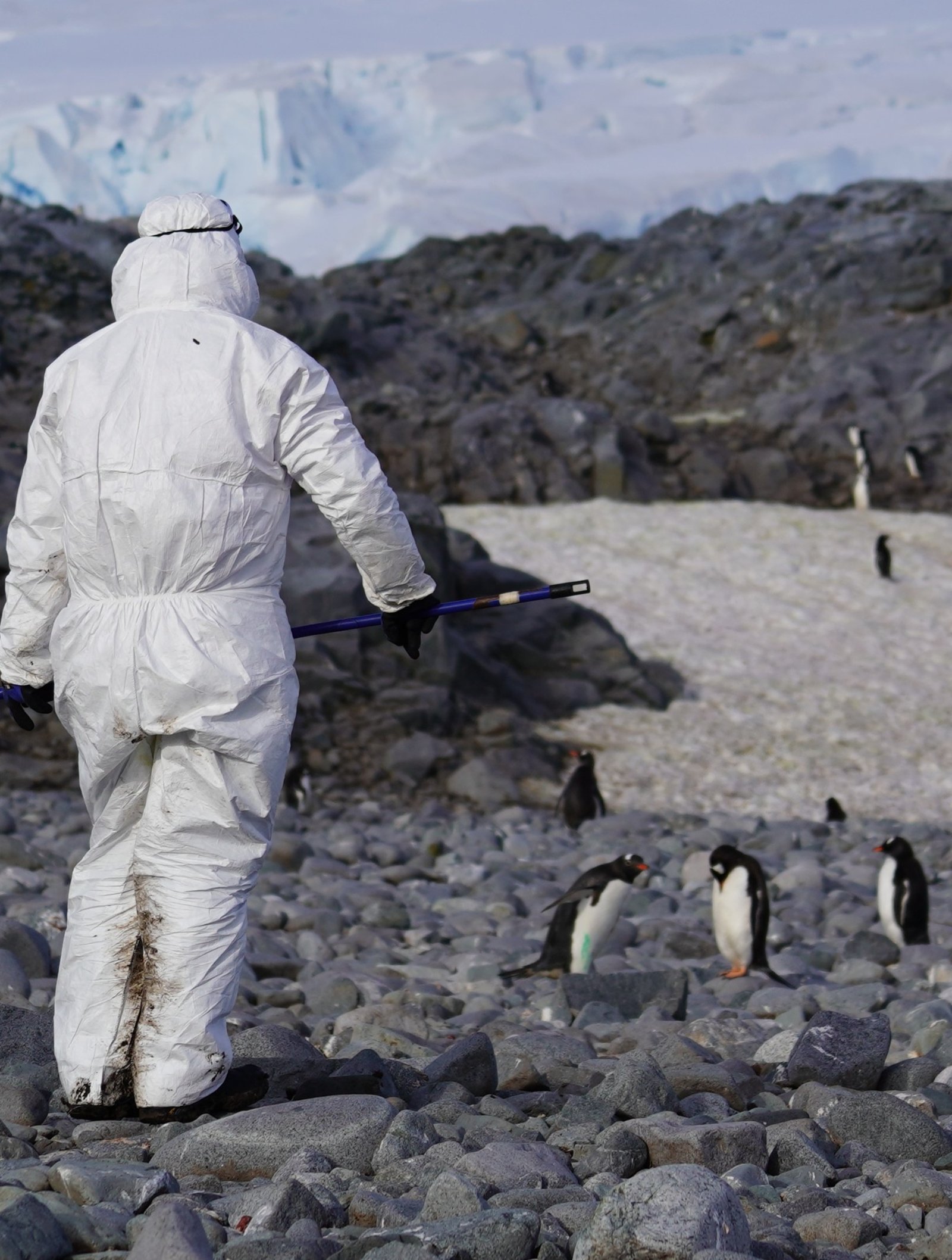 Pesquisadora com roupa de proteção aproxima-se de pinguins-gentoo durante monitoramento da influenza aviária na Antártica.