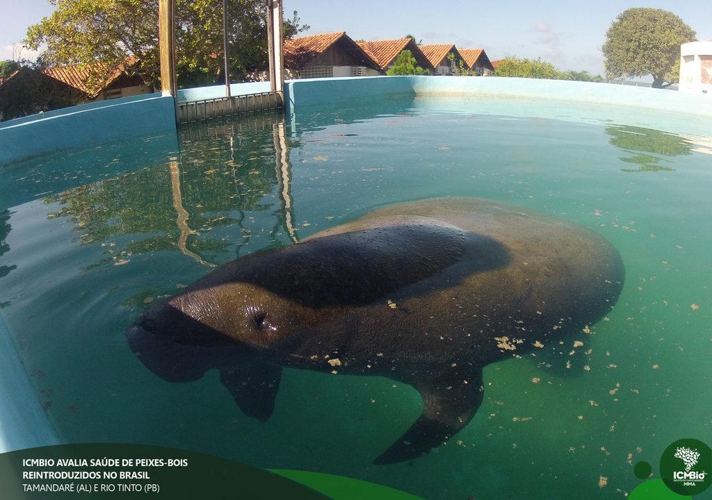 Peixe-boi em recinto aquático durante acompanhamento de animais reintroduzidos.
