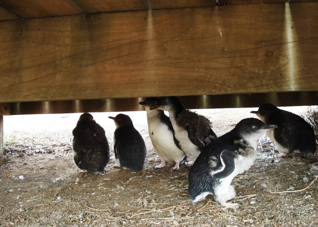 Grupo de pequenos-pinguins abrigado sob uma estrutura de madeira em Phillip Island, na Austrália.