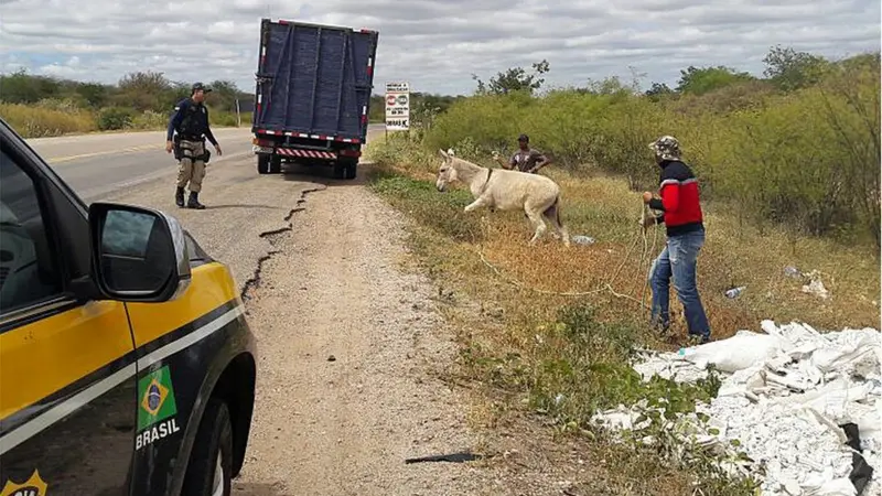 Agentes recolhem um jumento abandonado às margens de uma rodovia no Nordeste, próximo a um caminhão e a uma viatura da PRF.