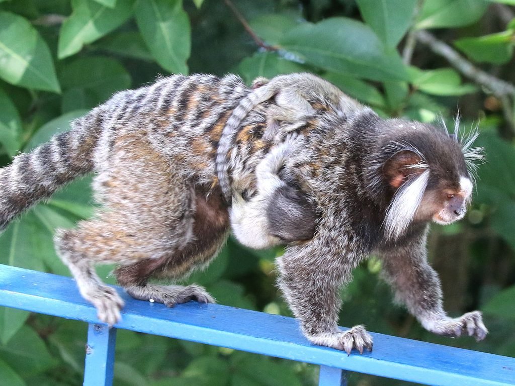 Sagui-de-tufo-branco carregando dois filhotes nas costas em Pernambuco.