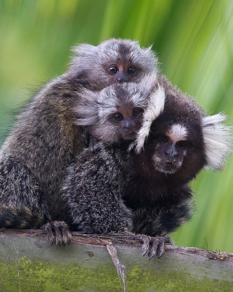 Sagui-de-tufo-branco carregando dois filhotes nas costas em Pernambuco.
