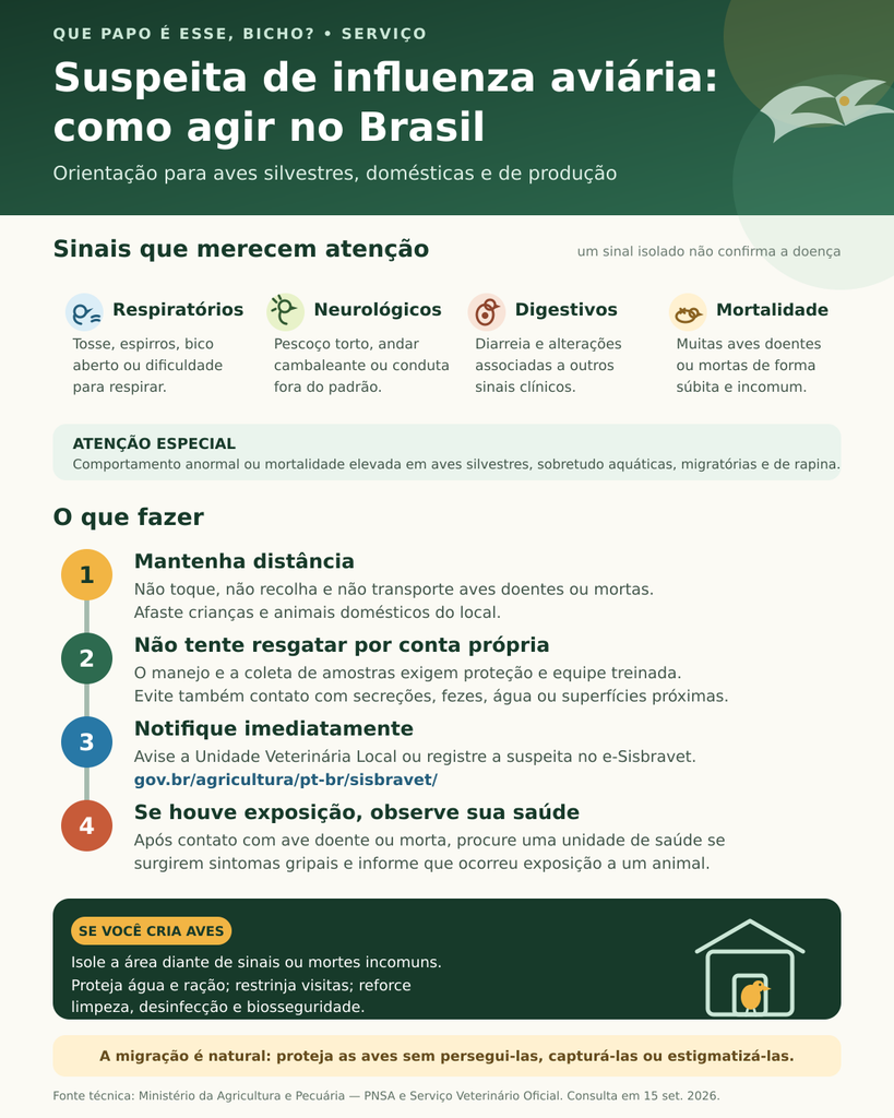 Infográfico explica os sinais de influenza aviária e como agir diante de aves doentes ou mortas no Brasil.