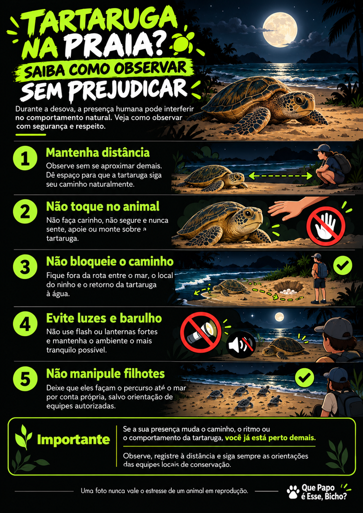 Infográfico com cinco orientações para observar tartarugas-marinhas na praia sem interferir na desova.