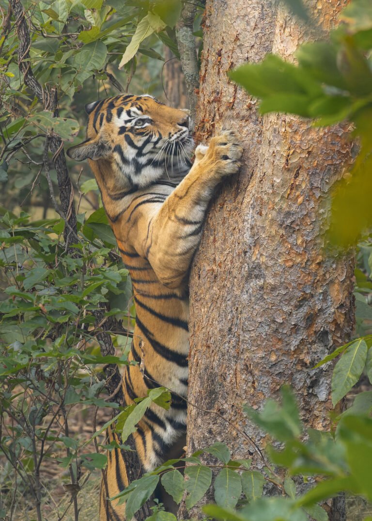 Tigre-de-bengala em floresta da Sanjay Dubri Tiger Reserve, na Índia