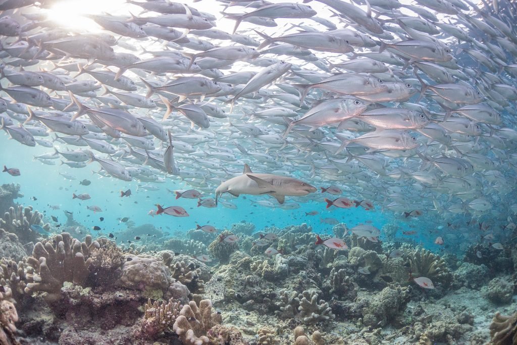 Tubarão de recife nadando sob um grande cardume de peixes sobre um ecossistema de coral.
