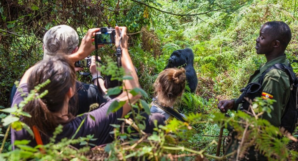 Visitantes observam um gorila acompanhados por guarda-florestal em Bwindi, Uganda.