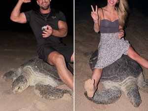 Montagem com duas imagens de turistas sentados sobre tartarugas-marinhas em uma praia de Omã.