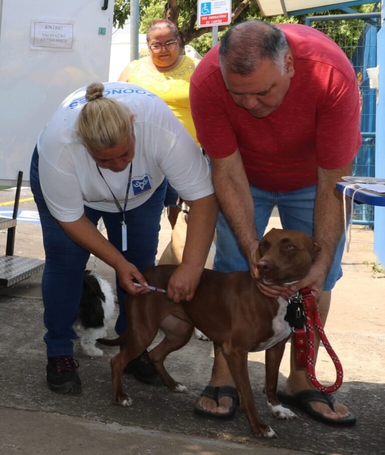 Cachorro recebe vacina antirrábica no Centro de Controle de Zoonoses de Piracicaba.