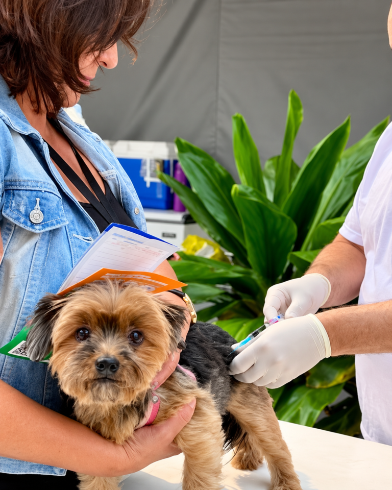 Cachorro de pequeno porte recebe vacina antirrábica durante campanha de vacinação em Belo Horizonte