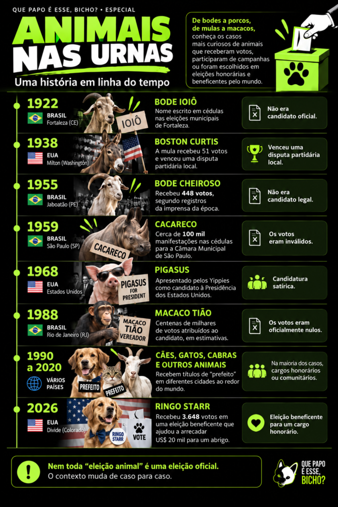 Infográfico em linha do tempo mostra casos históricos de animais associados a eleições no Brasil e em outros países, de 1922 a 2026, incluindo Bode Ioiô, Boston Curtis, Bode Cheiroso, Cacareco, Pigasus, Macaco Tião e Ringo Starr.
