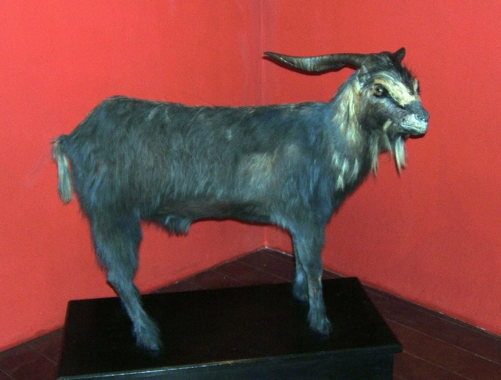 Bode Ioiô preservado no Museu do Ceará, personagem popular de Fortaleza que recebeu votos em 1922.