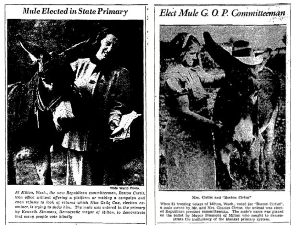 Fotografia histórica da mula Boston Curtis, eleita para um posto partidário local em Milton, Washington, em 1938.