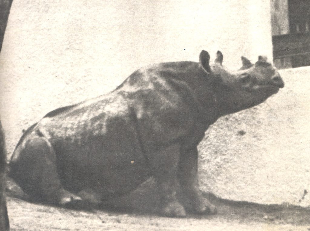 Rinoceronte Cacareco no Zoológico de São Paulo, animal que recebeu cerca de 100 mil votos nas eleições municipais de 1959.
