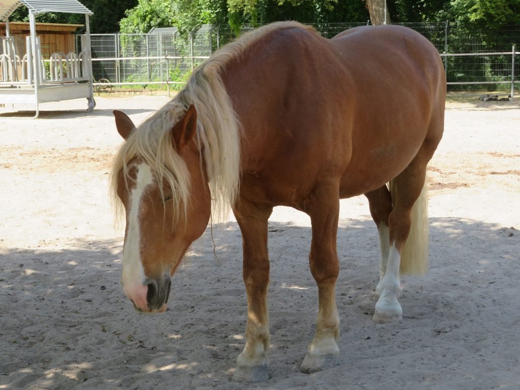 Cavalo cochilando em pé à sombra de uma árvore.