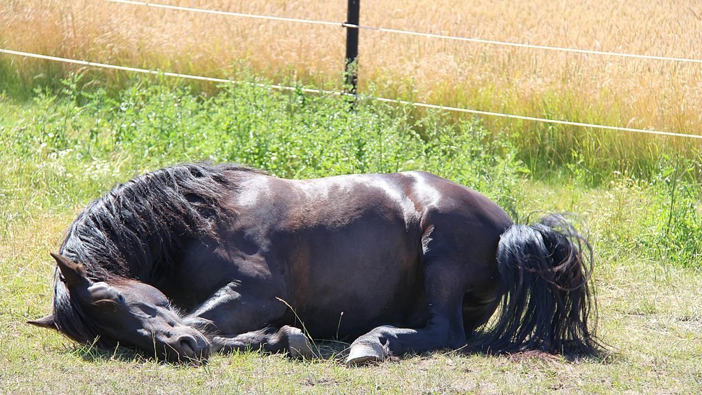 Cavalo preto deitado na grama durante o descanso em uma área cercada.
