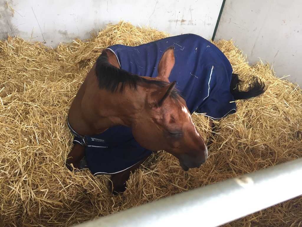 Cavalo deitado sobre uma cama de palha dentro de uma baia.