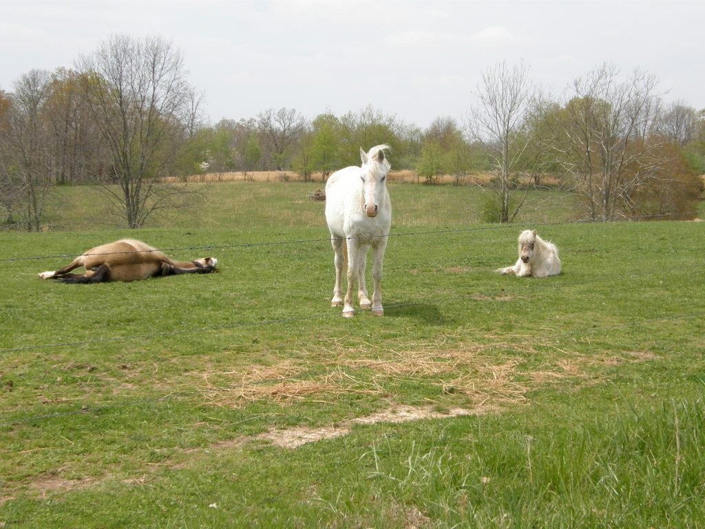 Grupo de cavalos descansando, com animais deitados e outros permanecendo em pé.