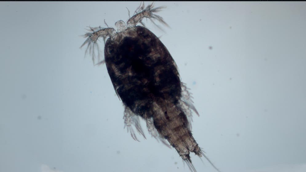 Copépodo Pseudotachidius sp. observado em laboratório entre amostras do oceano profundo argentino.