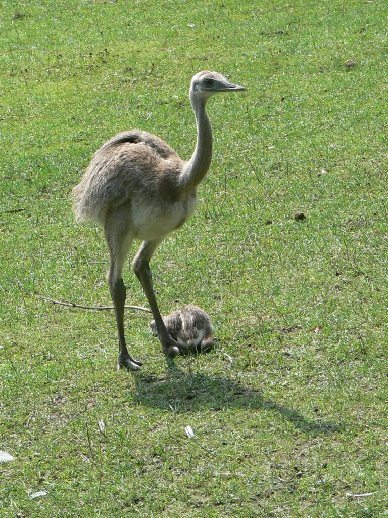 Ema (Rhea americana) adulta acompanhada de um filhote.