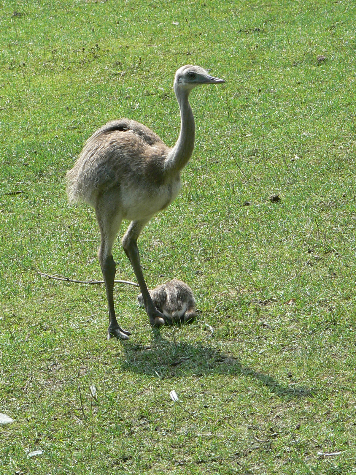 Ema (Rhea americana) adulta acompanhada de um filhote.