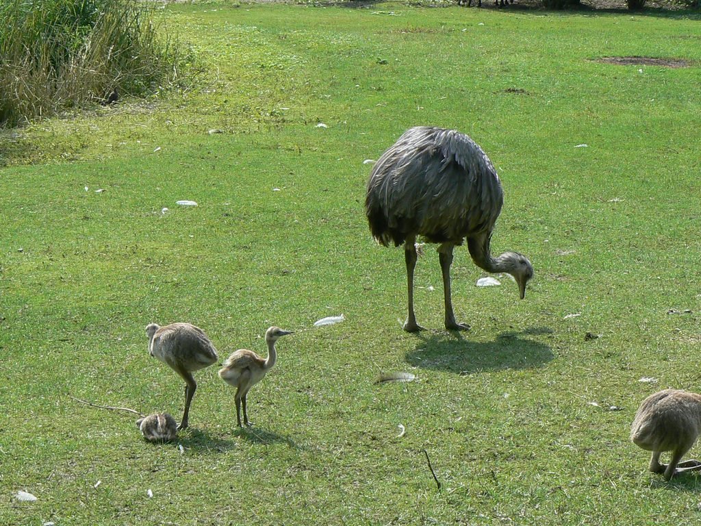 Pai ema e filhotes de Rhea americana em área gramada.