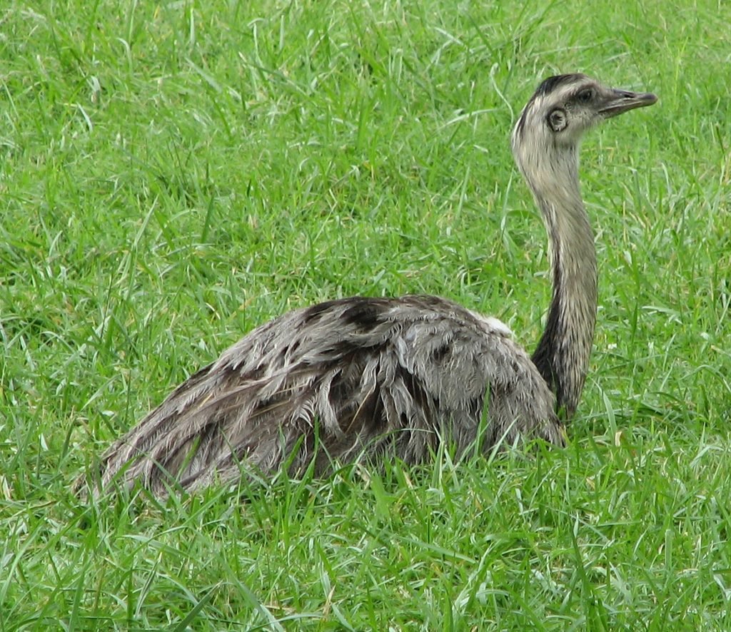 Ema (Rhea americana) sobre a vegetação.
