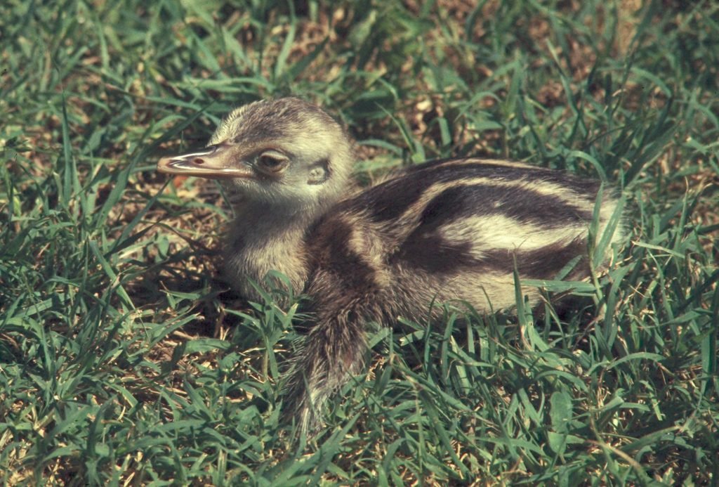 Filhote de ema (Rhea americana) deitado entre a vegetação.