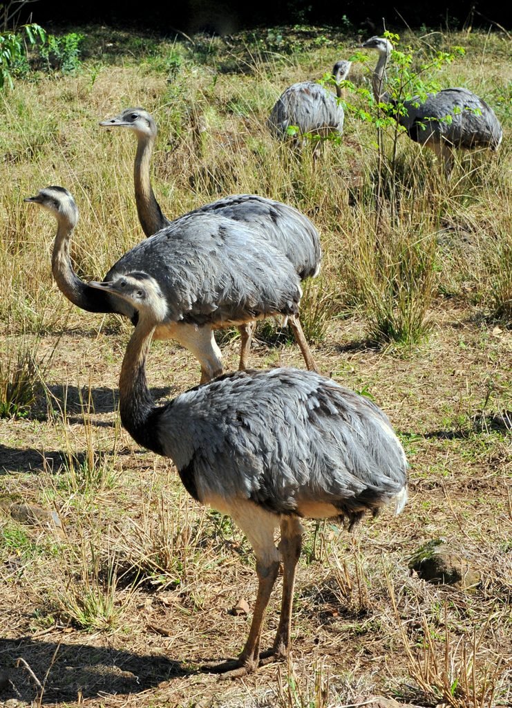 Grupo de emas (Rhea americana) em ambiente de campo.