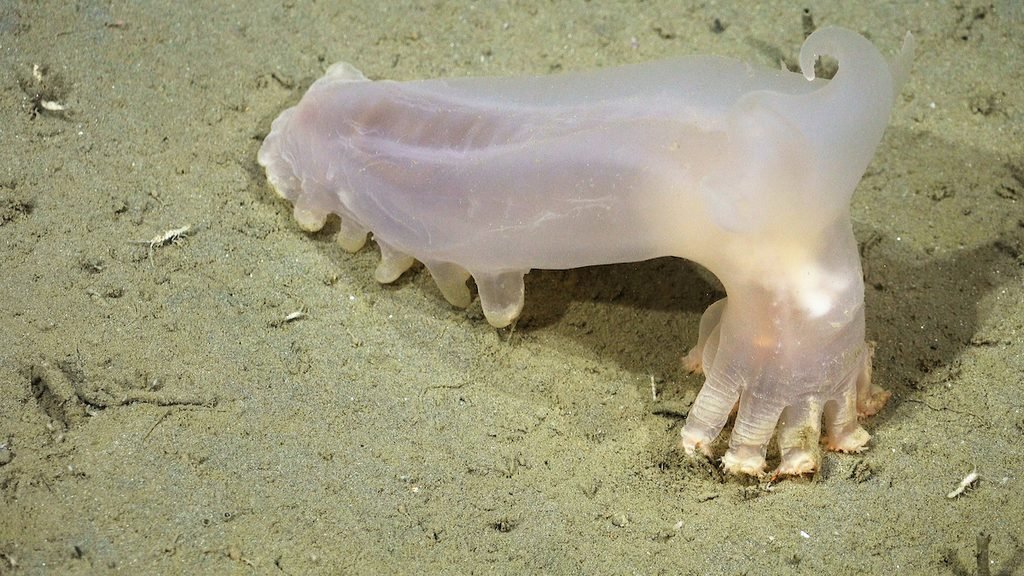 Pepino-do-mar Peniagone sp., apelidado de Loki, no fundo do cânion submarino de Mar del Plata.