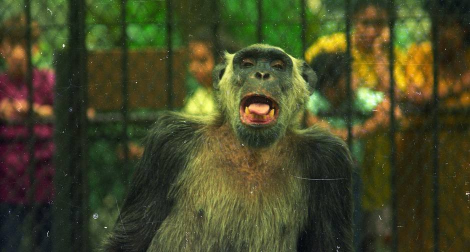 Macaco Tião, chimpanzé do Zoológico do Rio que recebeu votos na eleição municipal de 1988.