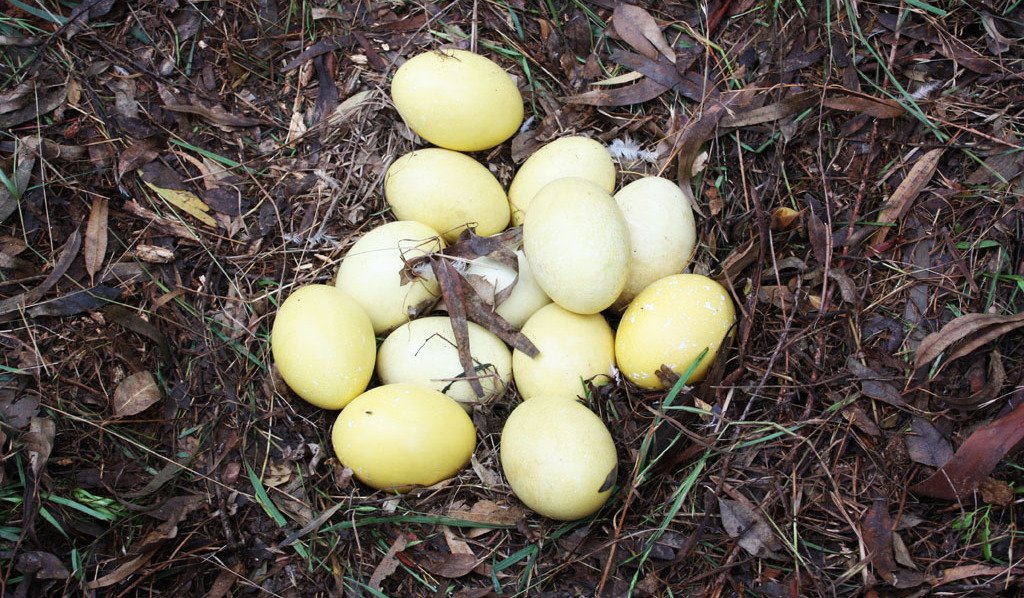 Ninho de ema (Rhea americana) com 14 ovos em Alegrete, Rio Grande do Sul.