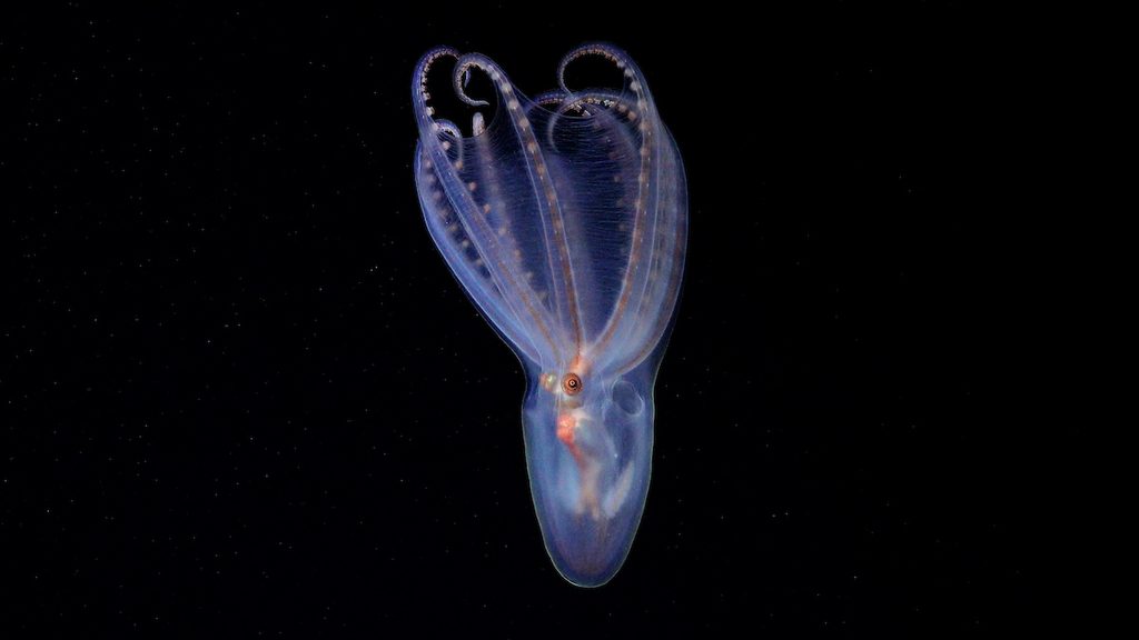 Polvo-telescópio Amphitretus sp. registrado a 888 metros de profundidade no cânion de Mar del Plata.