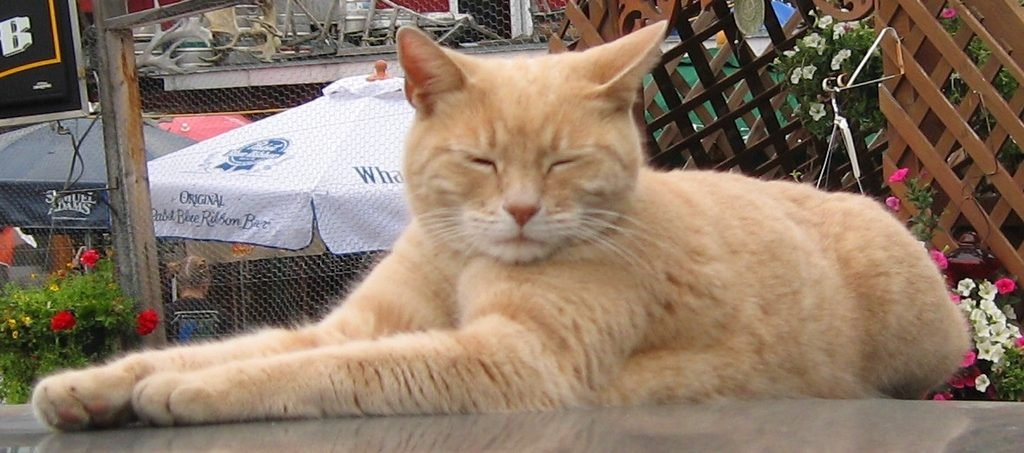 Gato Stubbs em Talkeetna, no Alasca, onde ficou conhecido como prefeito honorário.
